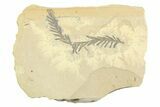 Shale With Dawn Redwood (Metasequoia) Fossils - Montana #356482-1